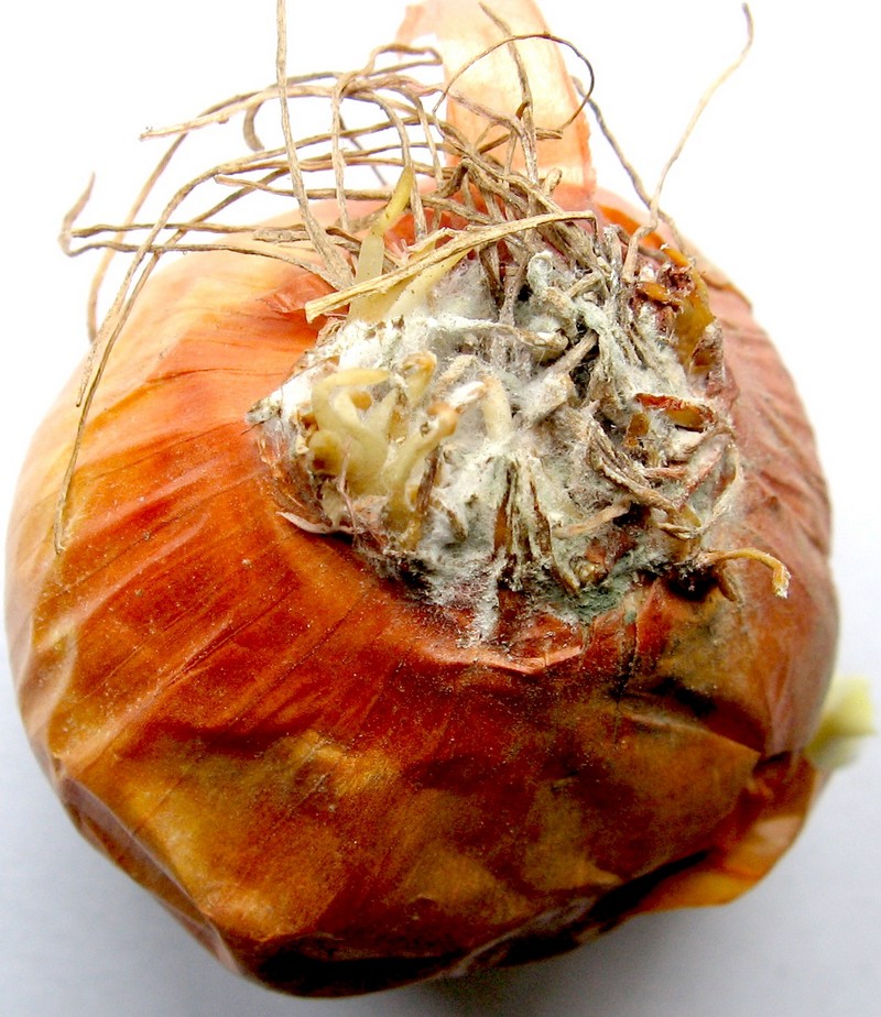 Гниль біла денця